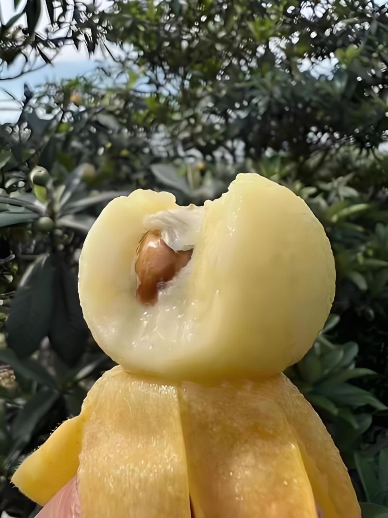 苏州特产白玉枇杷大量供货价优一件代发