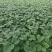 优质嫁接甜宝甜瓜苗基地直发提供售后技术指导