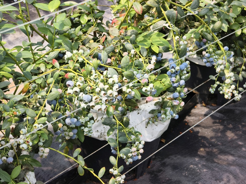 蓝莓L25对接超市批发商电商团购