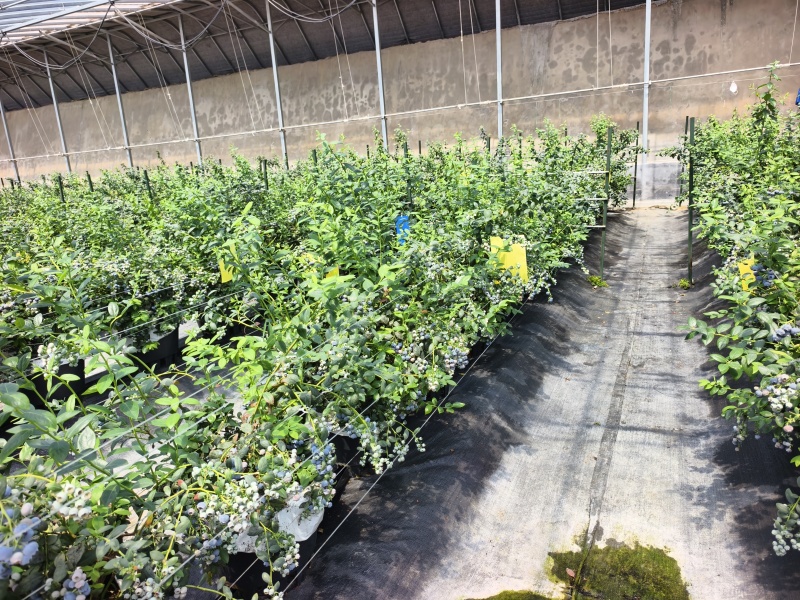 蓝莓L25对接超市批发商电商团购