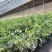 蓝莓L25对接超市批发商电商团购