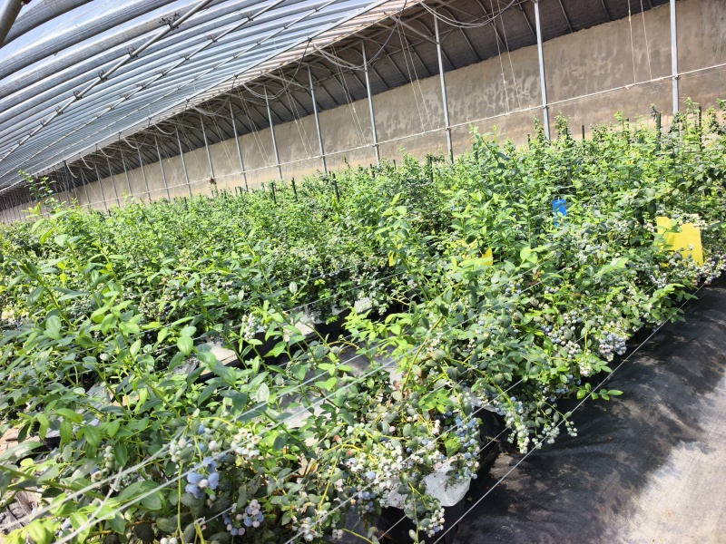 蓝莓L25对接超市批发商电商团购
