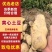 云南腾冲黄皮黄心的新鲜土豆现采现挖，当天发货，保证新鲜保