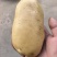 云南腾冲黄皮黄心的新鲜土豆现采现挖，当天发货，保证新鲜保