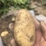 云南腾冲黄皮黄心的新鲜土豆现采现挖，当天发货，保证新鲜保