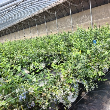 蓝莓L25对接超市批发商电商团购
