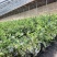 蓝莓L25对接超市批发商电商团购