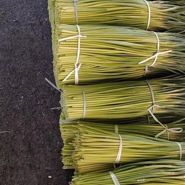 东明蒜薹