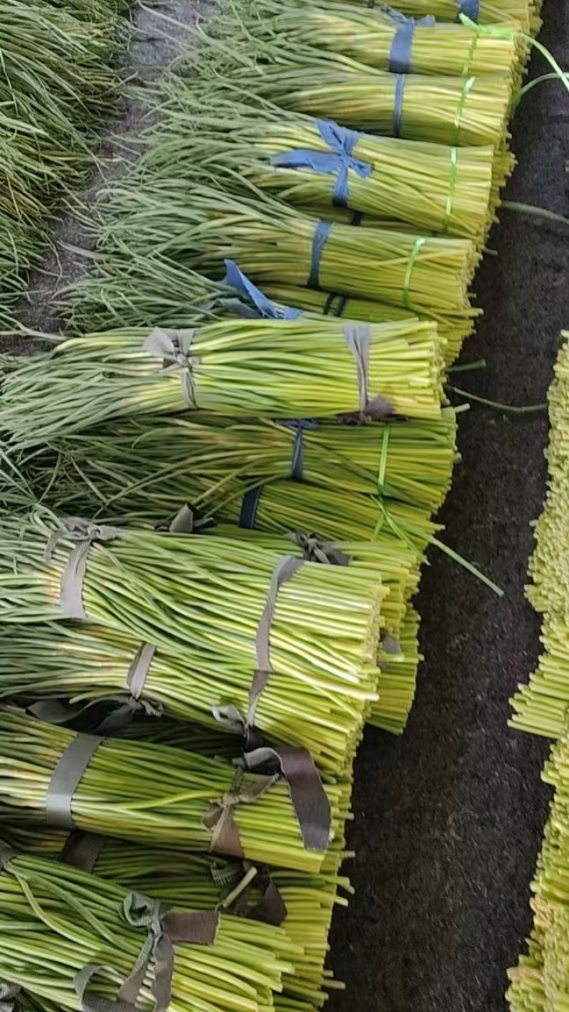 东明蒜薹