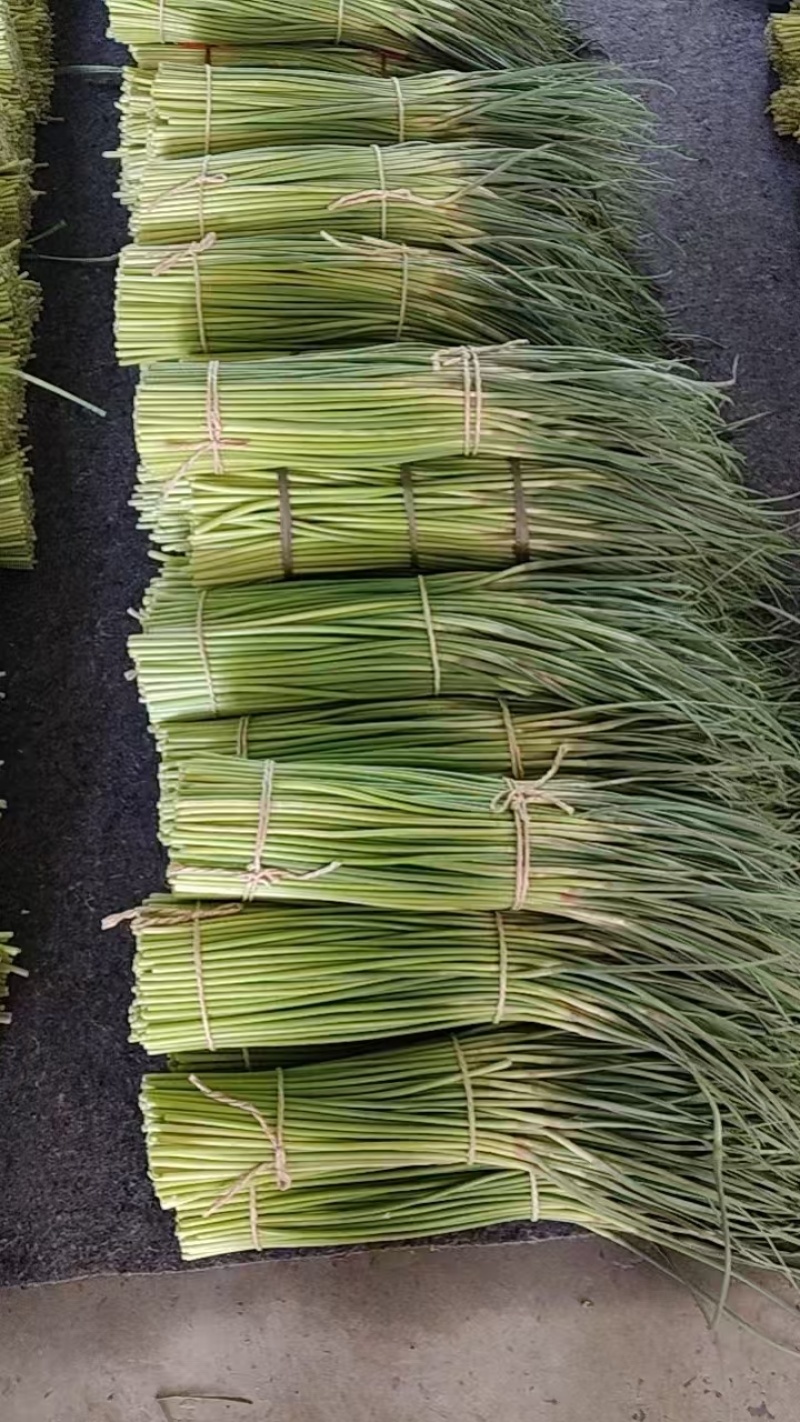 东明蒜薹