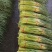 东明蒜薹