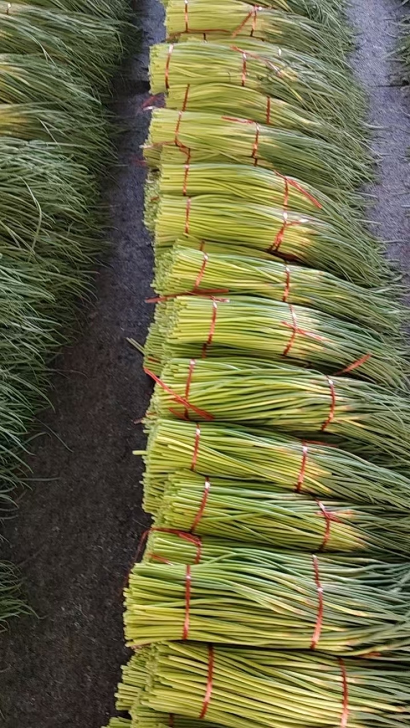 东明蒜薹