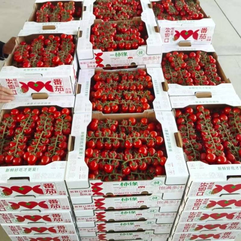 精品串收小番茄玻璃温室，无土栽培，基地直发，saopol