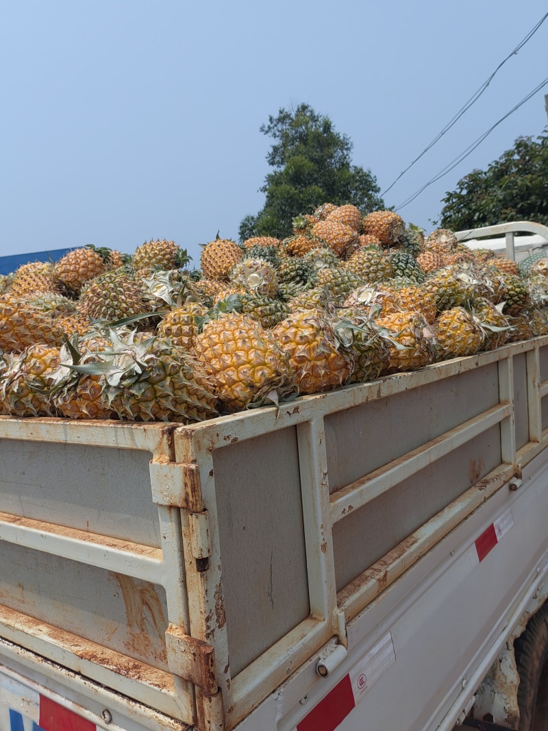广东徐闻凤梨大量上市品种齐全整车批发一件代发！