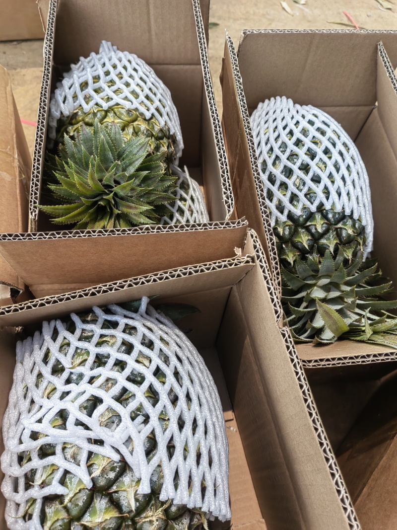 广东徐闻凤梨大量上市品种齐全整车批发一件代发！