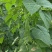 山东省商河大扁芸豆大量有货