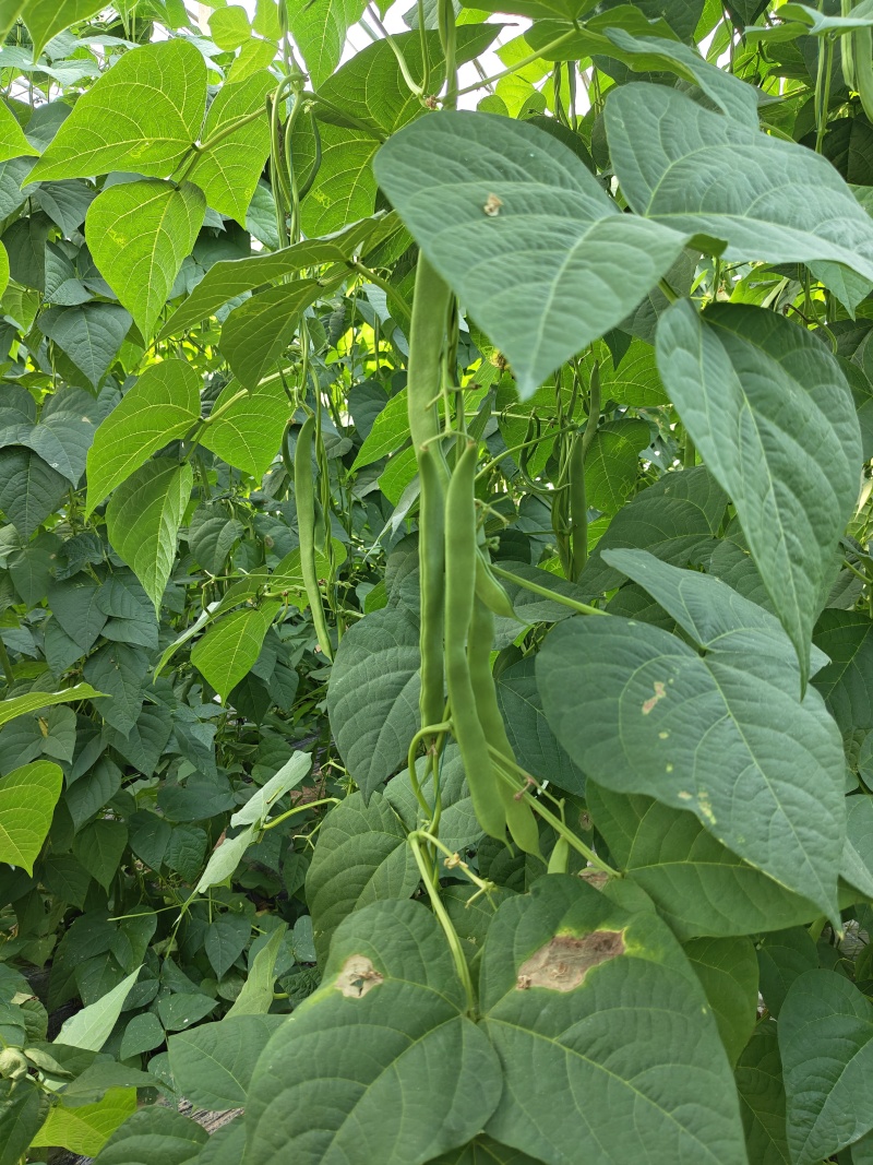 山东省商河大扁芸豆大量有货
