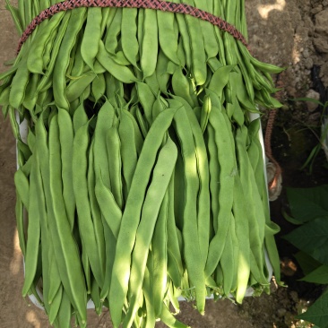 山东省商河大扁芸豆大量有货