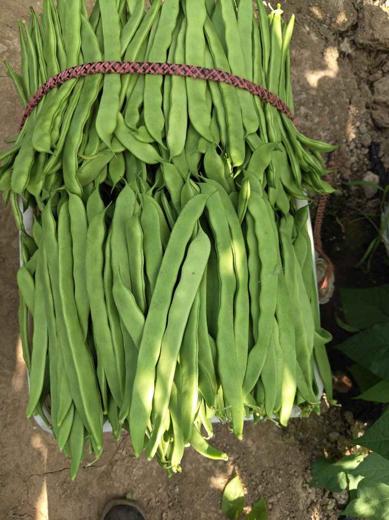 山东省商河大扁芸豆大量有货