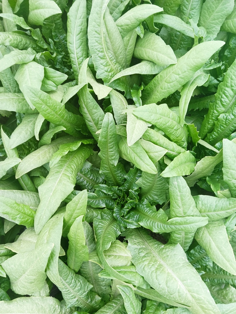 油麦菜