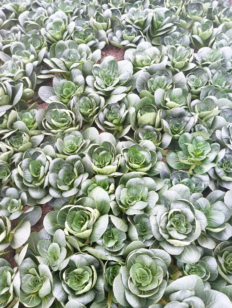 矮脚菜
