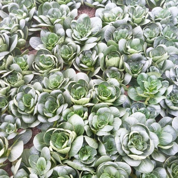 矮脚菜
