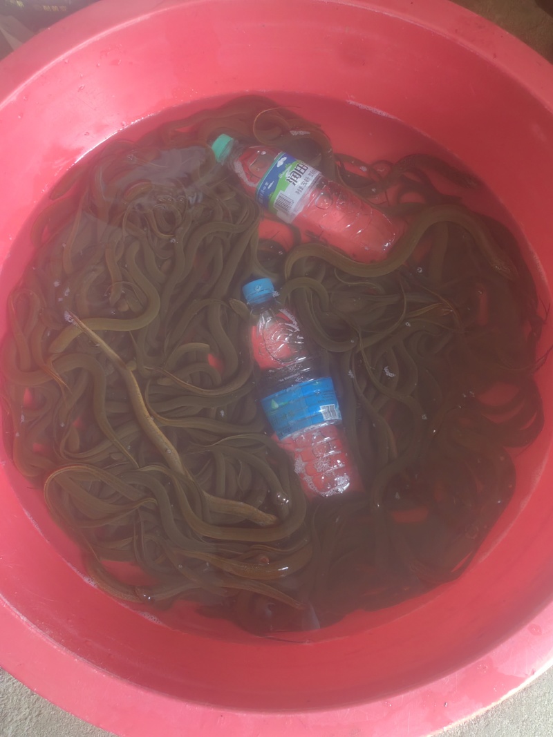 黄鳝，江西土黄鳝，需要的欢迎老板联系详聊。