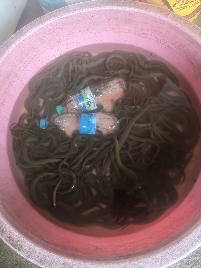 黄鳝，江西土黄鳝，需要的欢迎老板联系详聊。