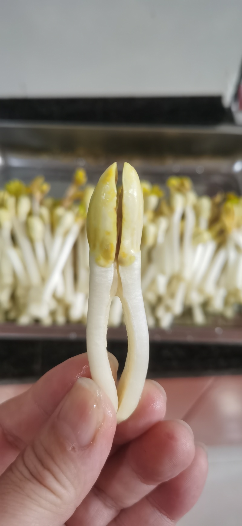 （水培花生芽）