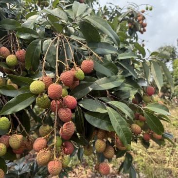 茂名荔枝