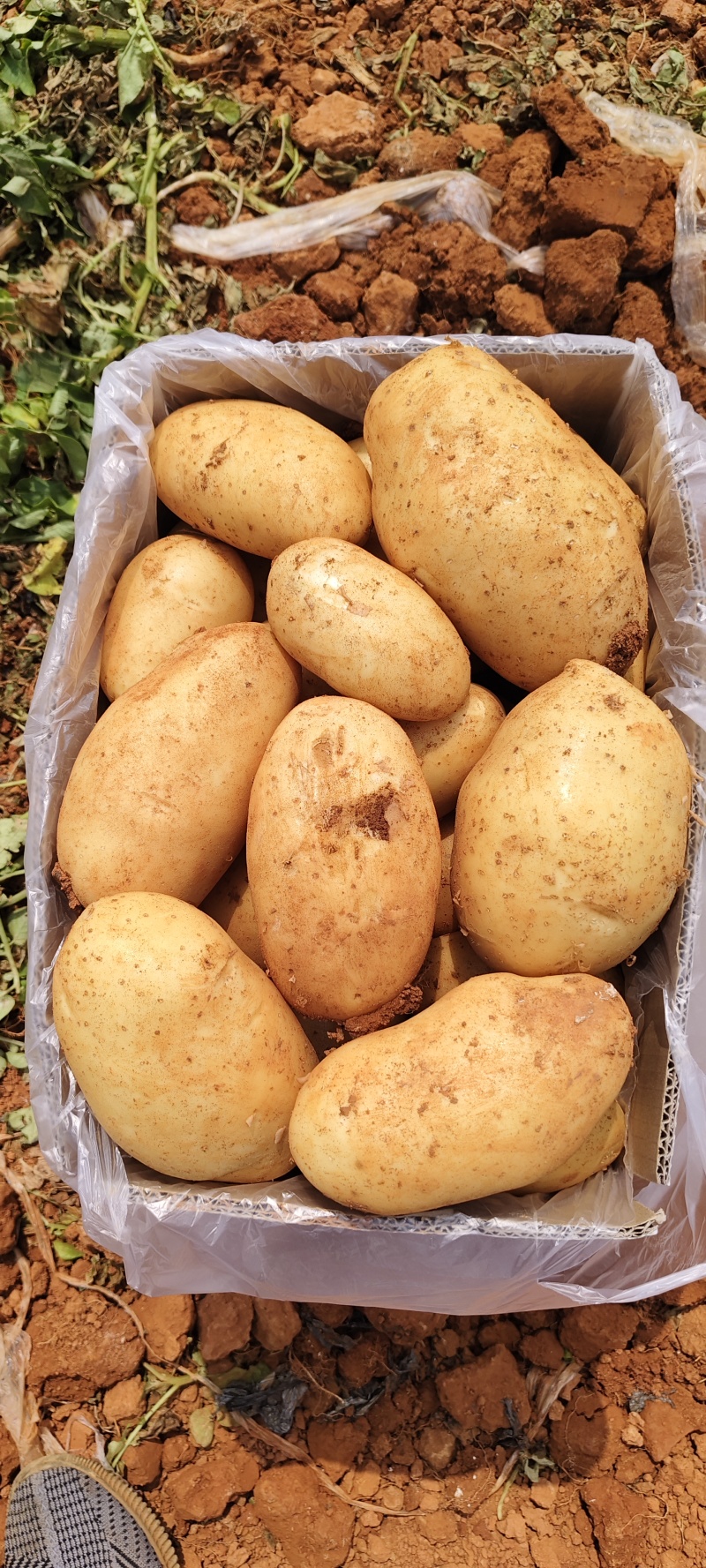 精品黄心土豆（沃土、实验一、大丰十和V7）质优价廉