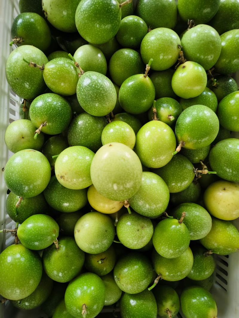钦蜜9号百香果