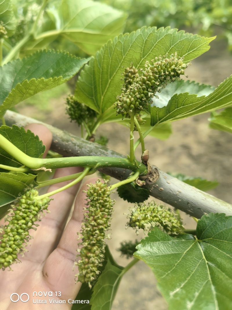 黑桑葚果