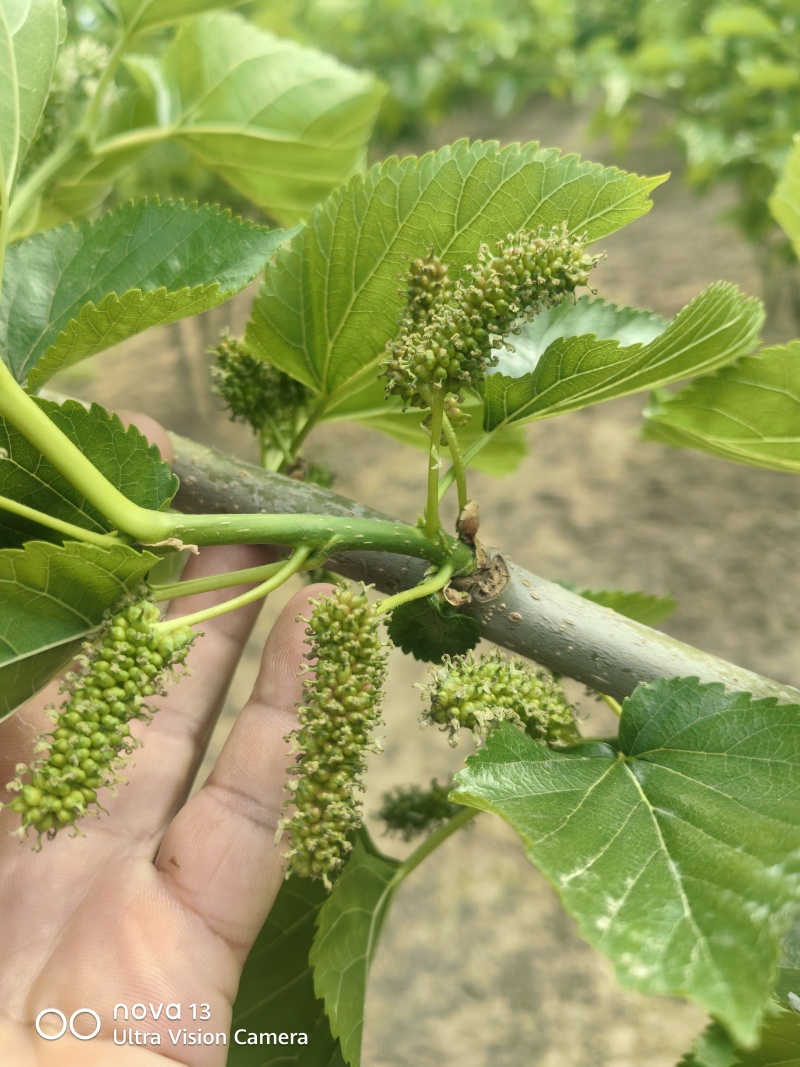 黑桑葚果