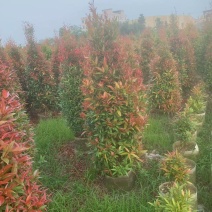 红车鸿运当头，1.5米高，基地大量低价出售