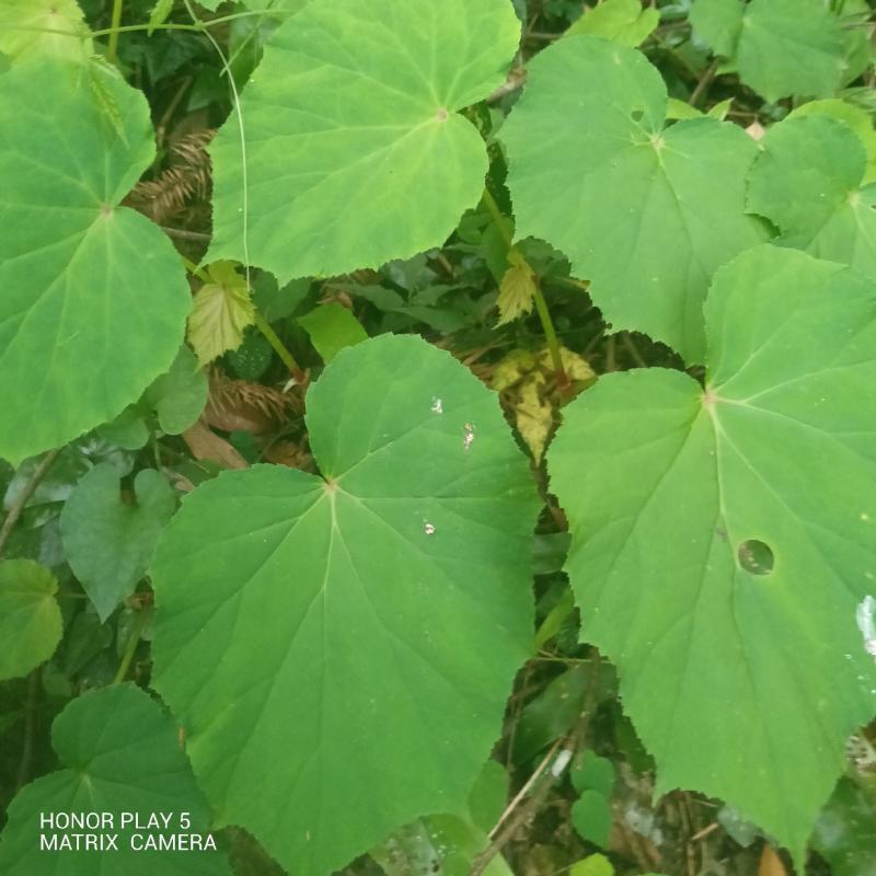 掌裂叶秋海棠，蜈蚣七