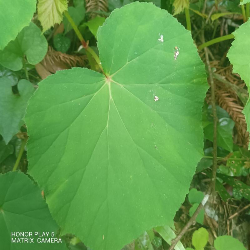 掌裂叶秋海棠，蜈蚣七