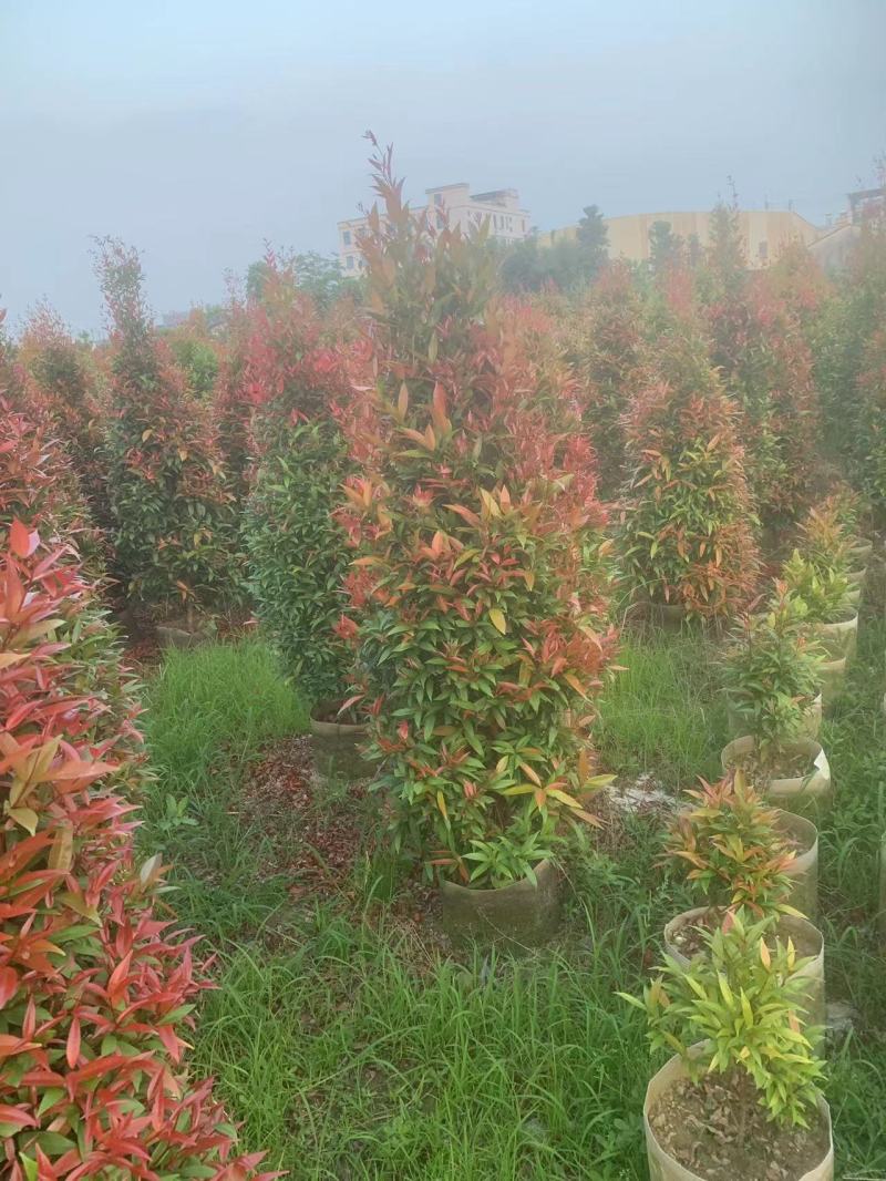 红车鸿运当头，1.5米高，基地大量低价出售