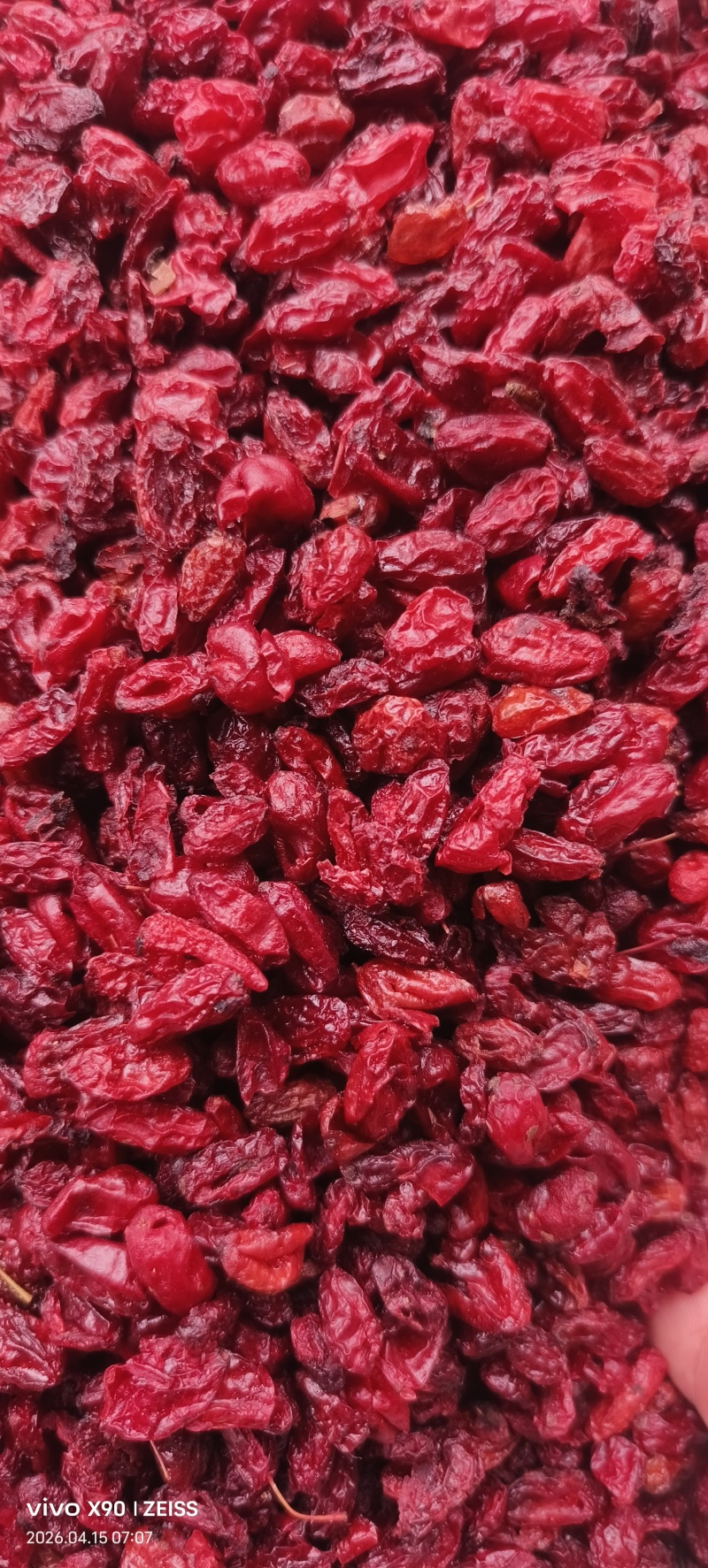 伏牛山特产批发山茱萸