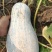 蜜本南瓜靓货上市3斤-10斤价格实惠欢迎大家来采购