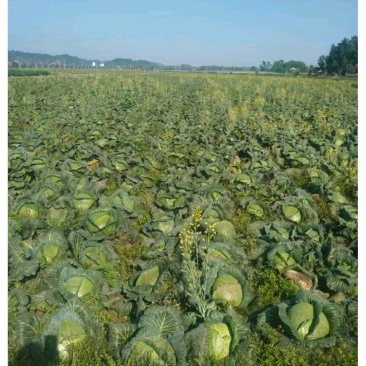 蓬溪甘蓝通货泡菜原料4-6斤60吨起批