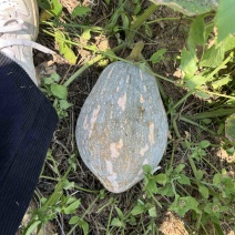 香芋南瓜5万斤