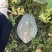 香芋南瓜5万斤