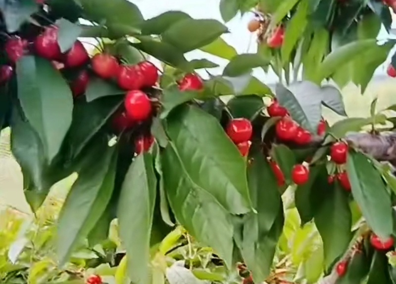 樱桃