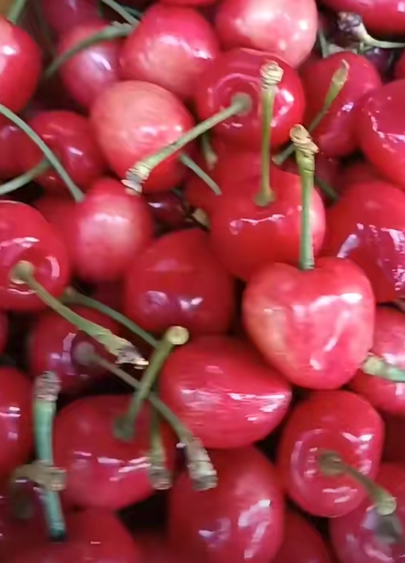樱桃