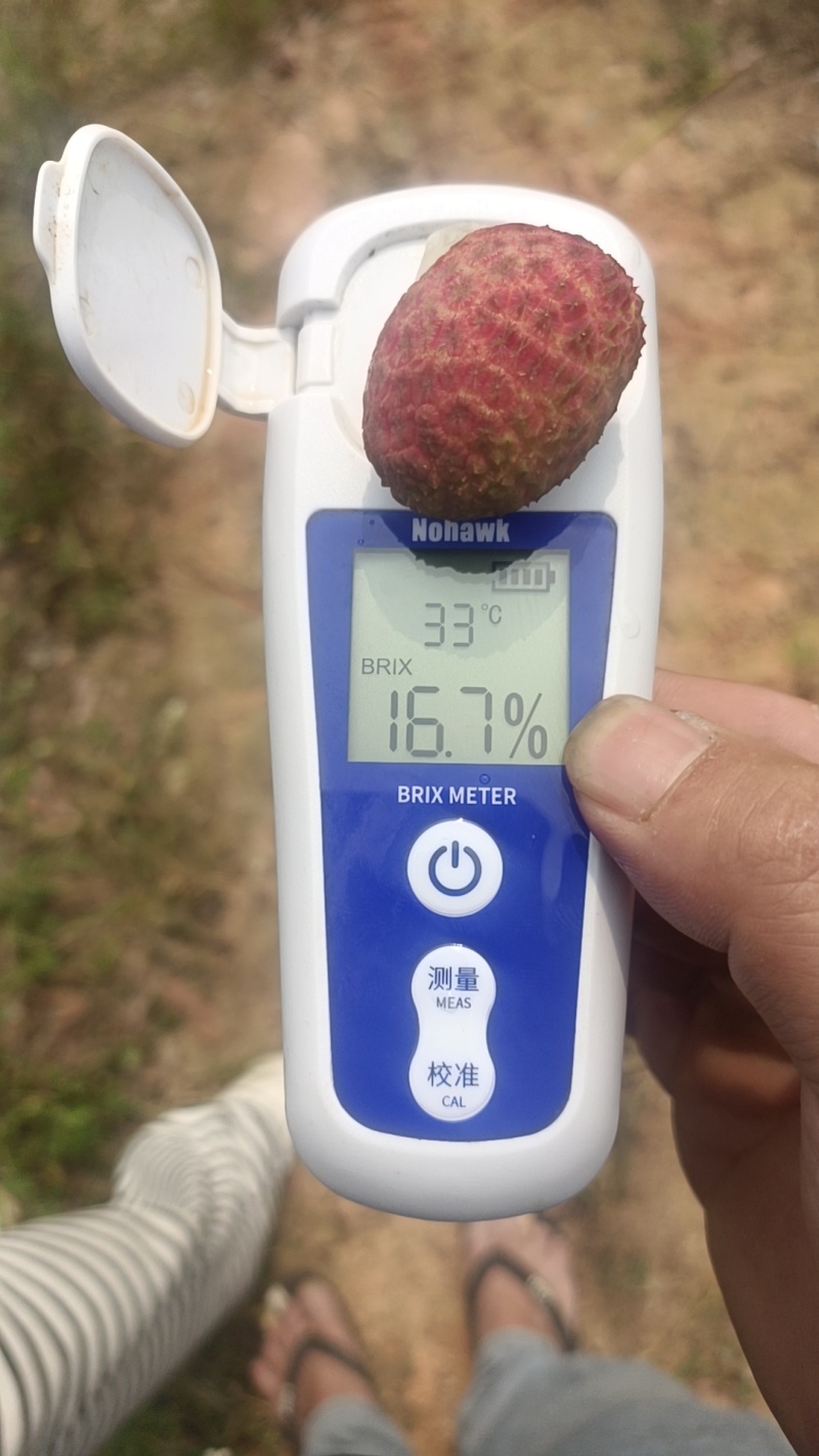 广东电白荔枝桂花香荔枝基地直供品质保量欢迎联系