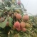 广东电白荔枝桂花香荔枝基地直供品质保量欢迎联系