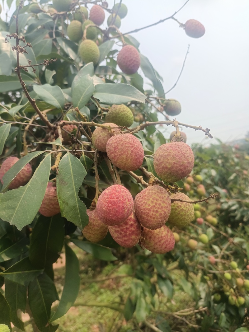 广东电白荔枝桂花香荔枝基地直供品质保量欢迎联系