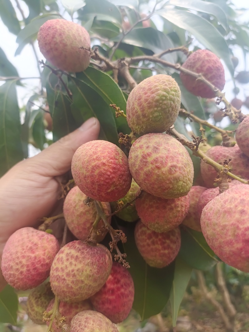 广东电白荔枝桂花香荔枝基地直供品质保量欢迎联系