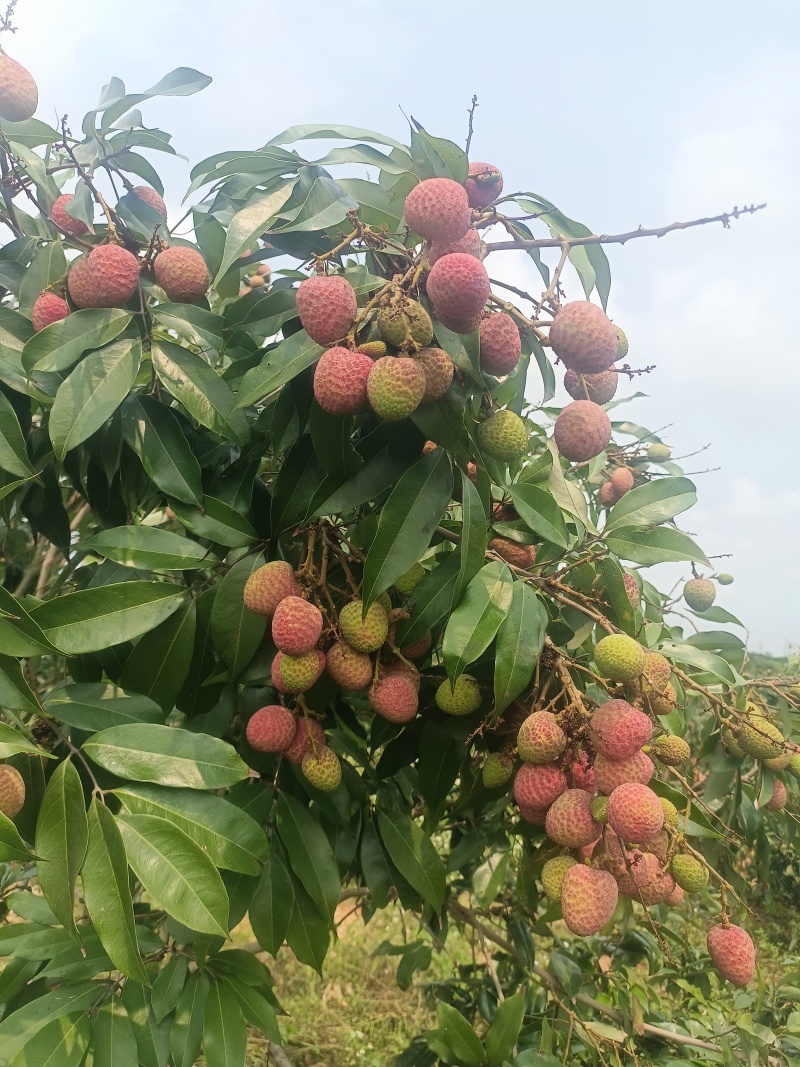 广东电白荔枝桂花香荔枝基地直供品质保量欢迎联系